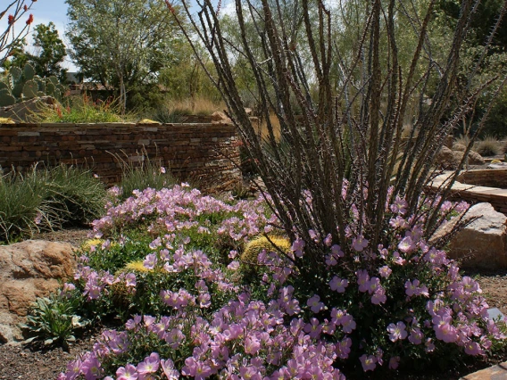 HOA Entry Mexican Primrose/Ocotillo/Barrel Cactus 