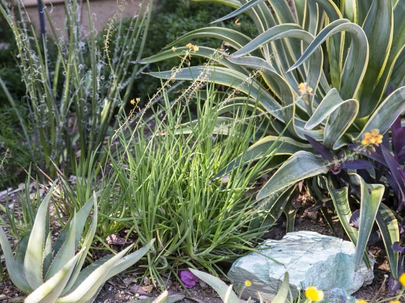 Purple Wall with colorful low water-use plants